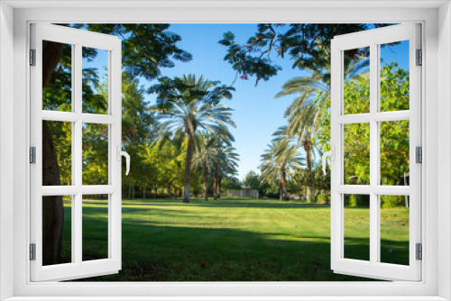 Fototapeta Naklejka Na Ścianę Okno 3D - palm trees on a sunny day