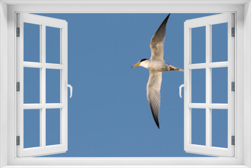 Fototapeta Naklejka Na Ścianę Okno 3D - The least tern flying over the Galveston Bay