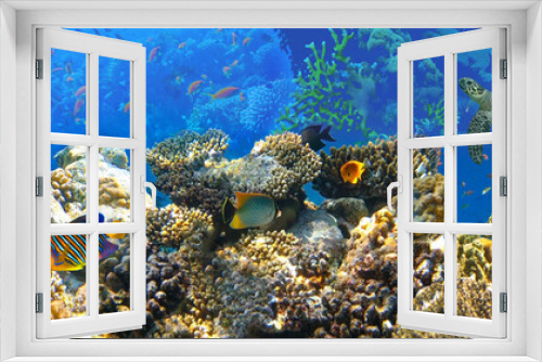 Fototapeta Naklejka Na Ścianę Okno 3D - Underwater world. Coral fishes of Red sea.