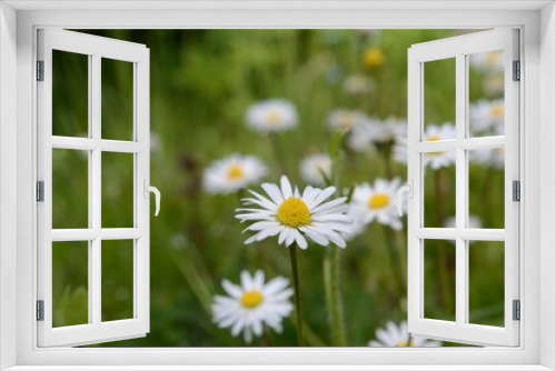 Fototapeta Naklejka Na Ścianę Okno 3D - Daisy in the meadow