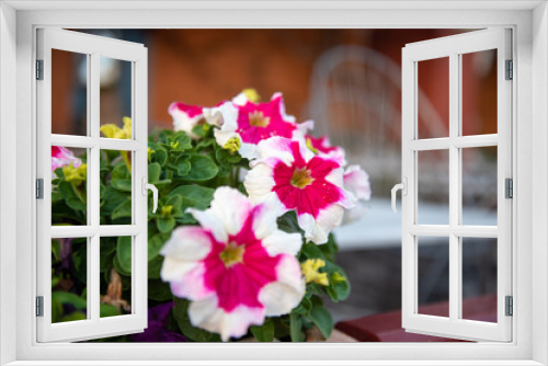 Fototapeta Naklejka Na Ścianę Okno 3D - Flowers in a pot. Blurry background