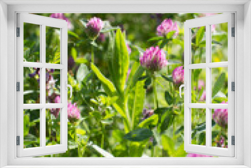 Fototapeta Naklejka Na Ścianę Okno 3D - wild clover flowers for nature and springtime power, Europe flora