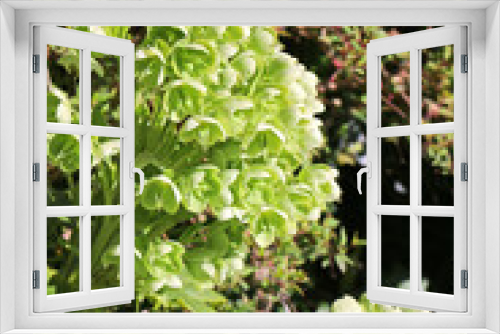 Fototapeta Naklejka Na Ścianę Okno 3D - Helleborus Viridis or Green Hellebore