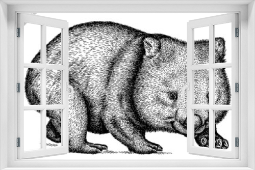 Fototapeta Naklejka Na Ścianę Okno 3D - black and white engrave isolated wombat vector illustration