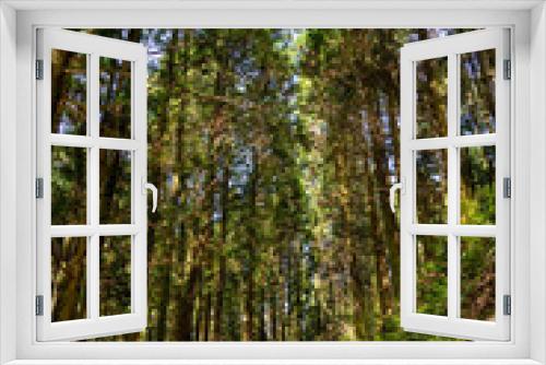 Fototapeta Naklejka Na Ścianę Okno 3D - Footpath go in through a Cedar’s forest in Fukuoka prefecture, JAPAN.