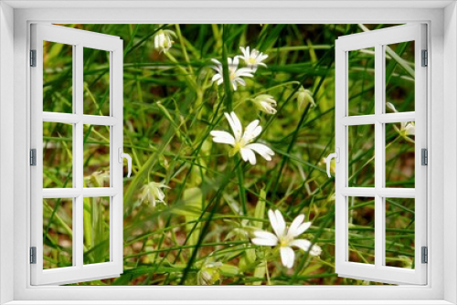 Fototapeta Naklejka Na Ścianę Okno 3D - white wild flowers
