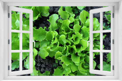 Fototapeta Naklejka Na Ścianę Okno 3D - Green Salad Bush Growing At Garden Patch 
