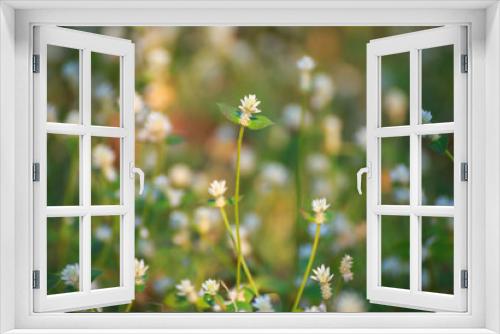 Fototapeta Naklejka Na Ścianę Okno 3D - White grass flowers on the meadow in sunny time