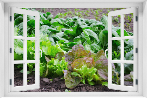 Fototapeta Naklejka Na Ścianę Okno 3D - Vegetables and salads in the garden. Green and red lettuce, peas and cabbage growing on the ground. Spring harvest.