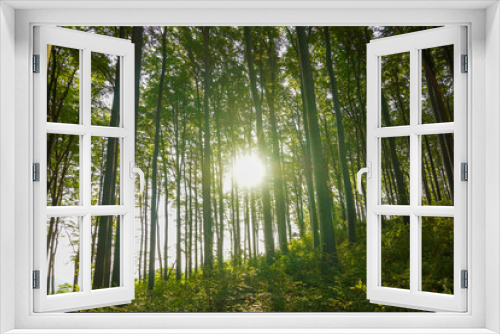 Fototapeta Naklejka Na Ścianę Okno 3D - Beautiful morning in the forest
