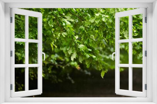 Fototapeta Naklejka Na Ścianę Okno 3D - Oak forest closeup in rain