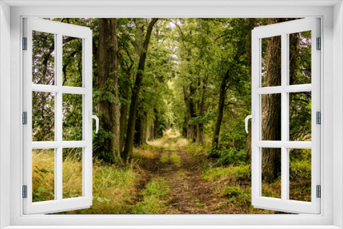 Fototapeta Naklejka Na Ścianę Okno 3D - Camino entre árboles de bosque