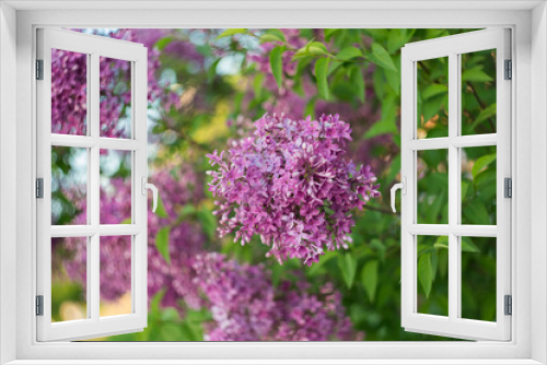Fototapeta Naklejka Na Ścianę Okno 3D - Beautiful blooming lilac. Selective soft focus, blurred background