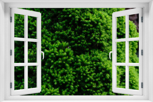 Fototapeta Naklejka Na Ścianę Okno 3D - Fresh spring green leaves of garden plant Macro shot background