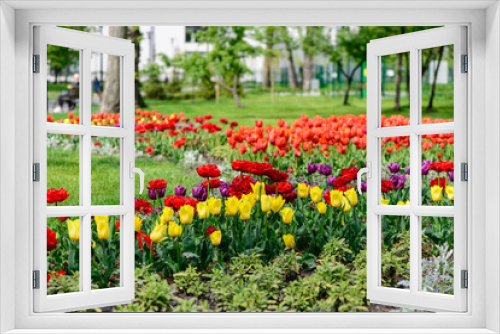 Fototapeta Naklejka Na Ścianę Okno 3D - multi-colored tulips flowers close up blooming in a city park spring card