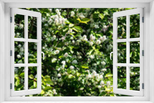 Fototapeta Naklejka Na Ścianę Okno 3D - Blooming bird cherry close-up