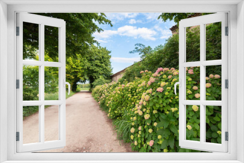 Fototapeta Naklejka Na Ścianę Okno 3D - Strada di campagna attraverso una lussureggiante fioritura di Ortensie