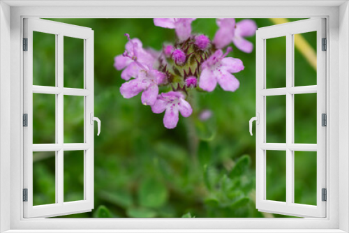 Fototapeta Naklejka Na Ścianę Okno 3D - Creeping Thyme Flowers in Springtime