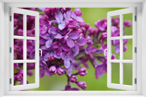 Fototapeta Naklejka Na Ścianę Okno 3D - growing blooming lilac bushes, close up