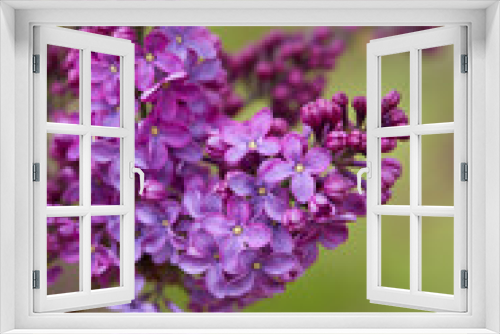 Fototapeta Naklejka Na Ścianę Okno 3D - growing blooming lilac bushes, close up