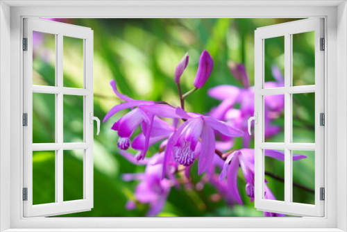 Fototapeta Naklejka Na Ścianę Okno 3D - 可憐な夏の花 - シラン（紫蘭）