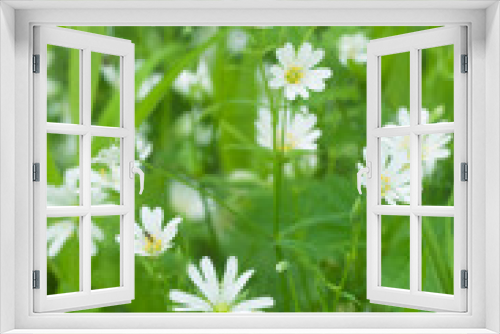 Fototapeta Naklejka Na Ścianę Okno 3D - Spring flowers of Stellaria