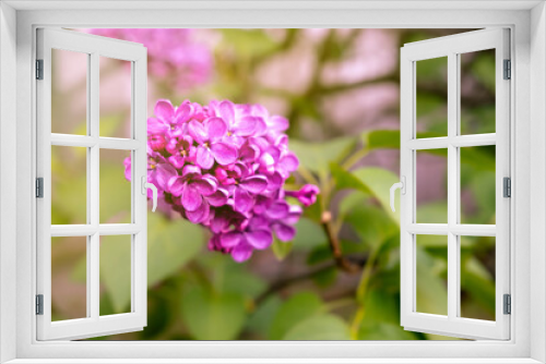Fototapeta Naklejka Na Ścianę Okno 3D - Voilet, purple lilac blossom background. Nature wallpaper. Spring flower. Soft floral background