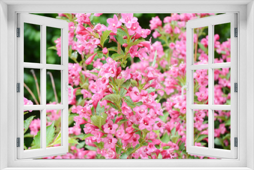 Fototapeta Naklejka Na Ścianę Okno 3D - A close up on a beautiful ornamental weigela florida flowering shrub, blooming bush with pink flowers in spring.