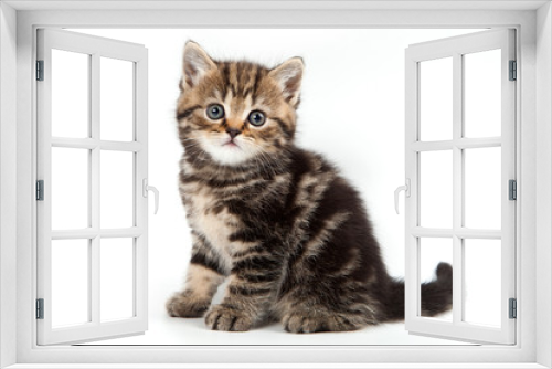 Fototapeta Naklejka Na Ścianę Okno 3D - British kitten on white background