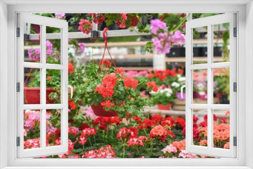 Fototapeta Naklejka Na Ścianę Okno 3D - Red geraniums hanging in pots at a flower shop