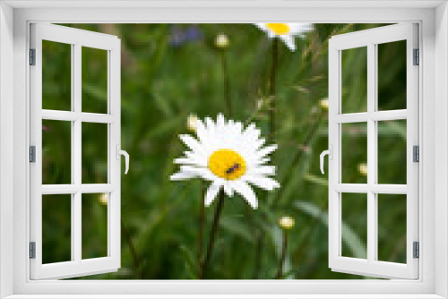 Fototapeta Naklejka Na Ścianę Okno 3D - summer green grass daisy flower with ant
