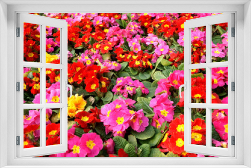 Fototapeta Naklejka Na Ścianę Okno 3D - Colorful primula acaulis flowerbed