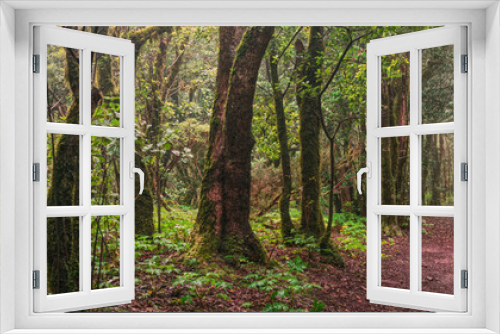 Fototapeta Naklejka Na Ścianę Okno 3D - Anda Forest in Tenerife, Canary Islands