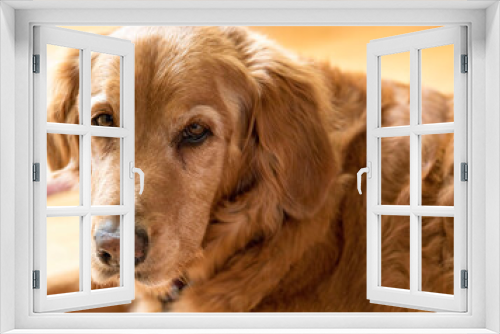 Fototapeta Naklejka Na Ścianę Okno 3D - Golden Retriever