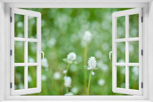 Fototapeta Naklejka Na Ścianę Okno 3D - white flowers on green grass
