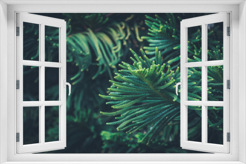 Fototapeta Naklejka Na Ścianę Okno 3D - Leaves of Norfolk Island pine tree