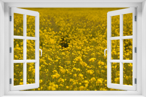 Fototapeta Naklejka Na Ścianę Okno 3D - Rapsfeld