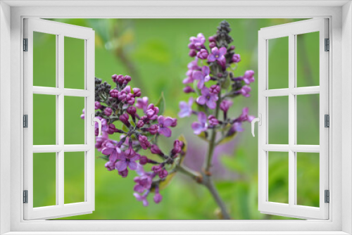 Fototapeta Naklejka Na Ścianę Okno 3D - Lilac branch bloom. Spring blue lilac flowers closeup on blurred background.