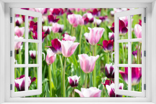 Fototapeta Naklejka Na Ścianę Okno 3D - field of pink tulips in garden in summer