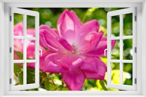 Fototapeta Naklejka Na Ścianę Okno 3D - Rose flower blooming in garden