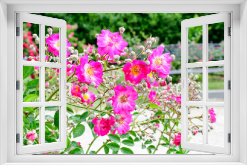 Fototapeta Naklejka Na Ścianę Okno 3D - Bush with many delicate vivid pink magenta rose in full bloom and green leaves in a garden in a sunny summer day, beautiful outdoor floral background photographed with soft focus.