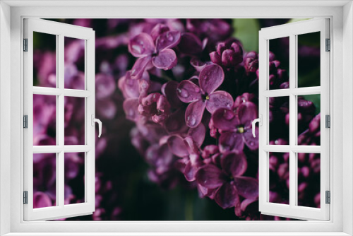 Fototapeta Naklejka Na Ścianę Okno 3D - Fresh beautiful bouquet of dark purple lilac with dew. Beautiful little flowers by the window.