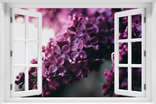 Fototapeta Naklejka Na Ścianę Okno 3D - Fresh beautiful bouquet of dark purple lilac with dew. Beautiful little flowers by the window.