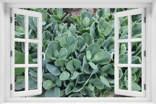 Fototapeta Naklejka Na Ścianę Okno 3D - close up of a succulent plant