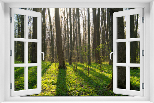 Fototapeta Naklejka Na Ścianę Okno 3D - forest green