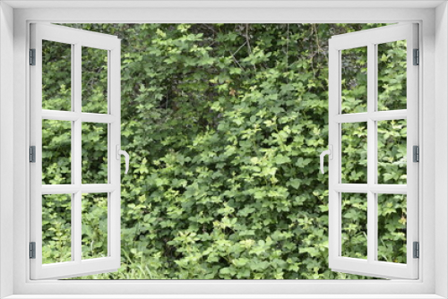 Fototapeta Naklejka Na Ścianę Okno 3D - background of green ivy