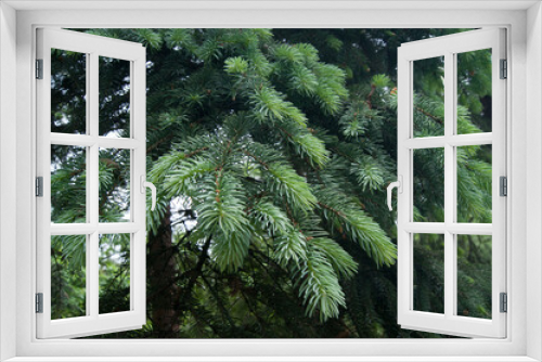 Fototapeta Naklejka Na Ścianę Okno 3D - Picea abies European or Norway spruce