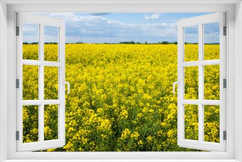 Fototapeta Naklejka Na Ścianę Okno 3D - Closeup shot of yellow rapeseed field under the blue sky