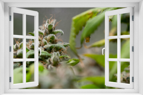 Fototapeta Naklejka Na Ścianę Okno 3D - Cannabis Marijuana Weed Bud Macro Close Up 