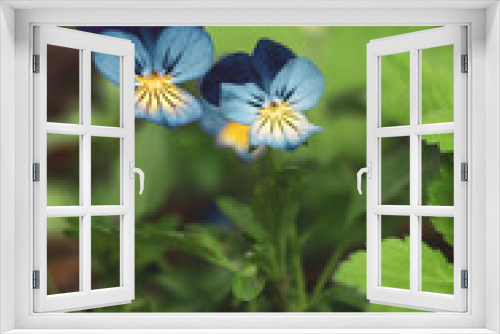 Fototapeta Naklejka Na Ścianę Okno 3D - A couple of blue pansy flowers in full bloom. Beautiful tender outdoor floral background